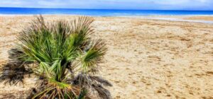 La playa Prat d'En Forés i Regueral se encuentra en el municipio de Cambrils
