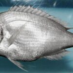 Cala Dèntol en Art